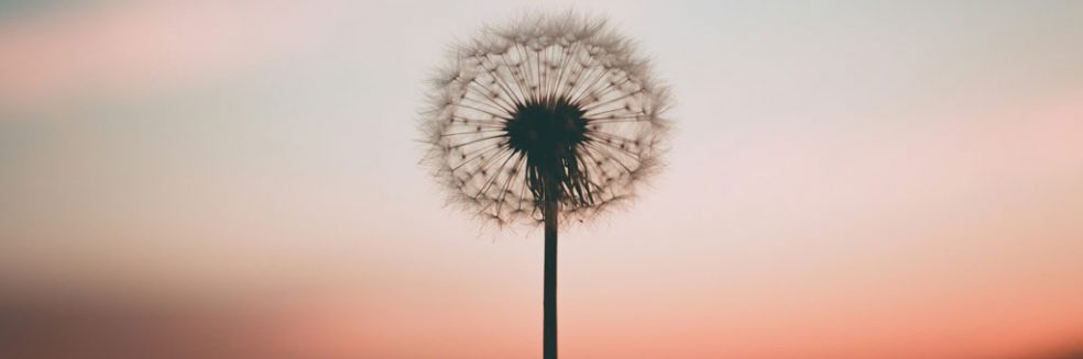 Dandelion clock. Managing Anxiety adoption search