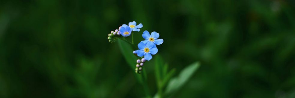 Forget me not flower When-the-subject-of-a-search-is-deceased